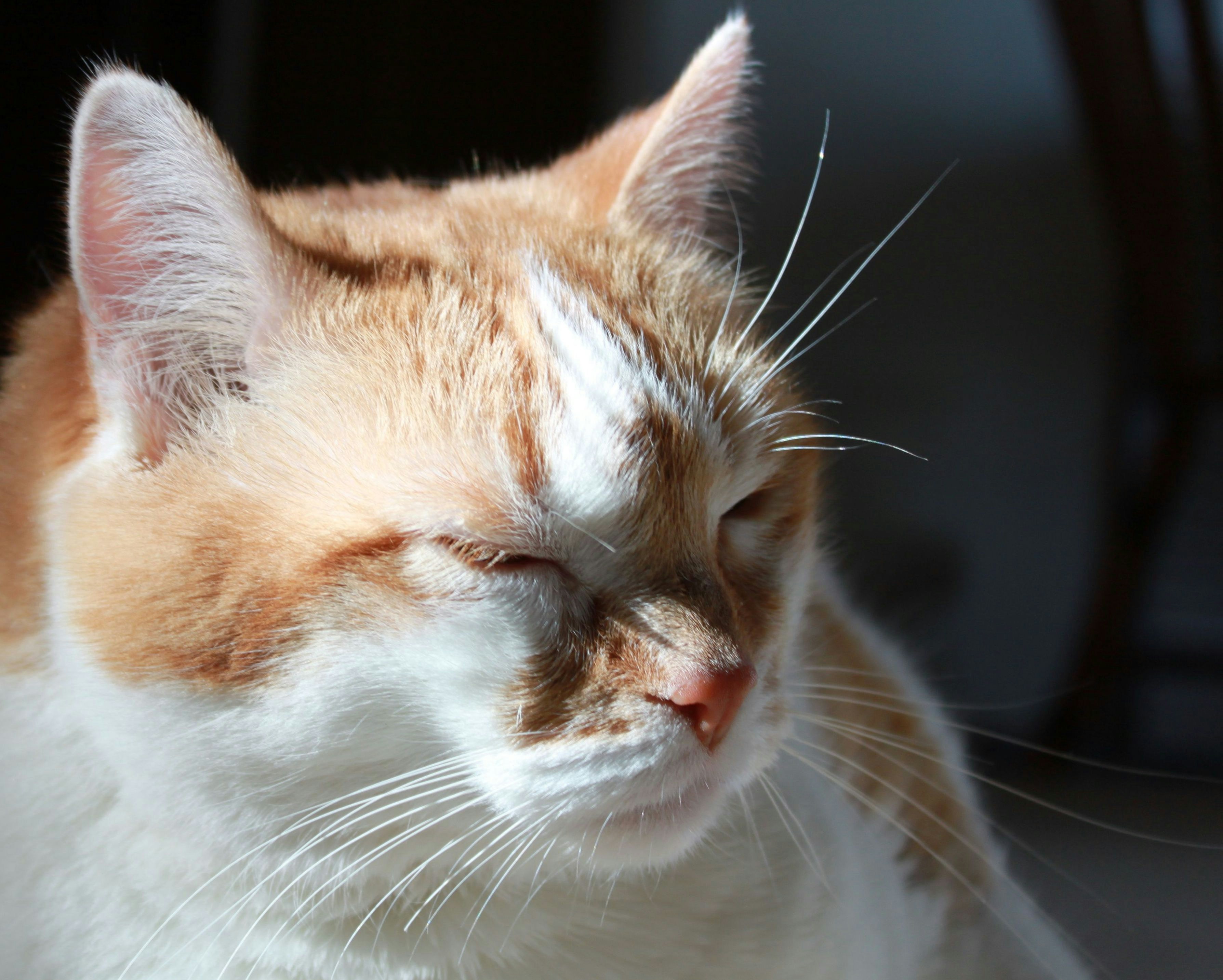 Free Unsplash photo from Lori Hoeck