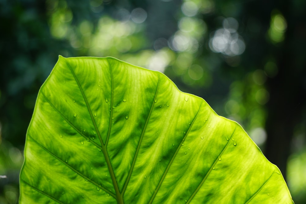 closeup photo of green taro plant