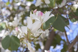 A serene arrangement of vanilla flowers with soft sunlight filtering through delicate green leaves.