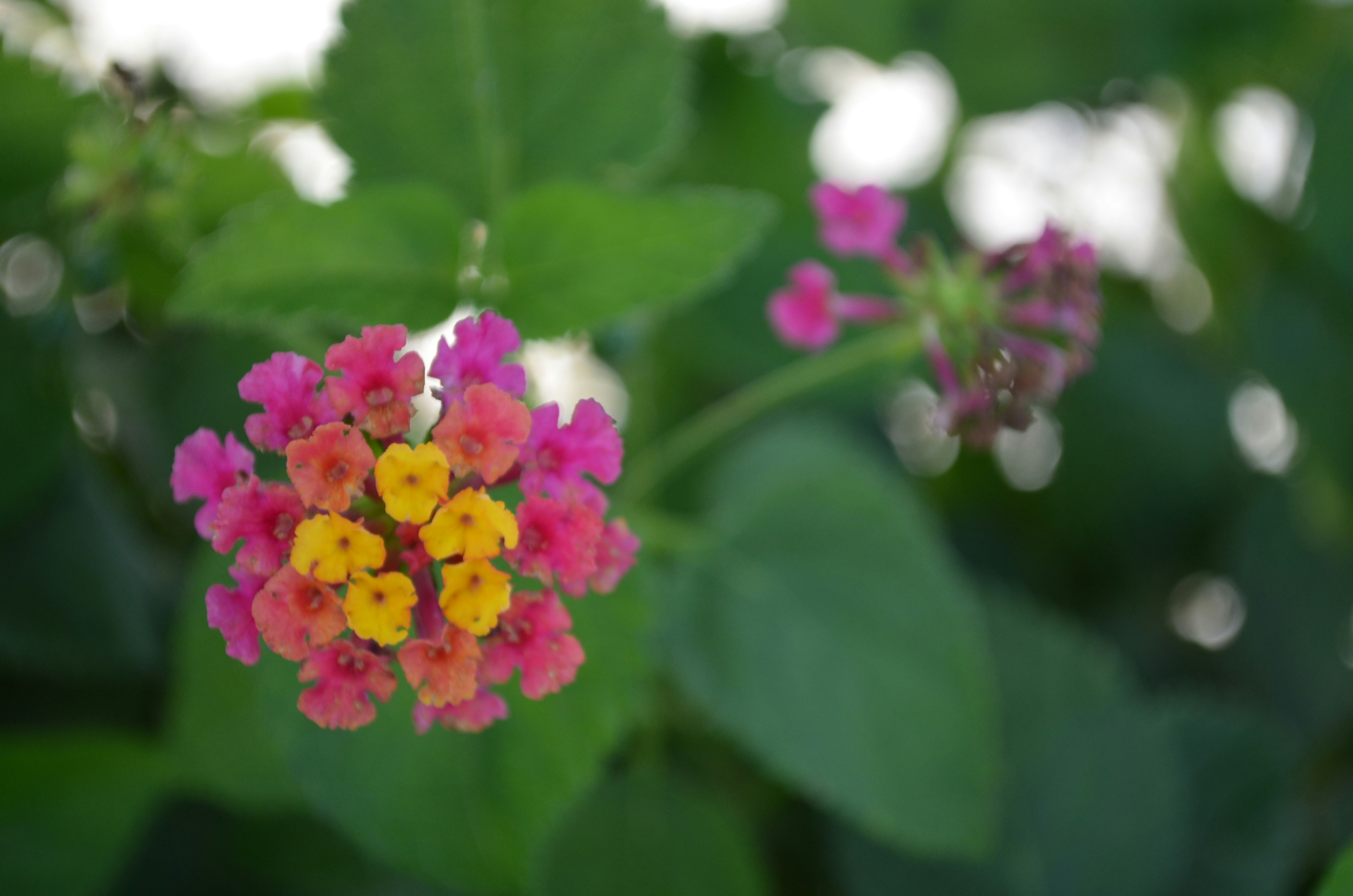 Free Unsplash photo from Greg Sullivan