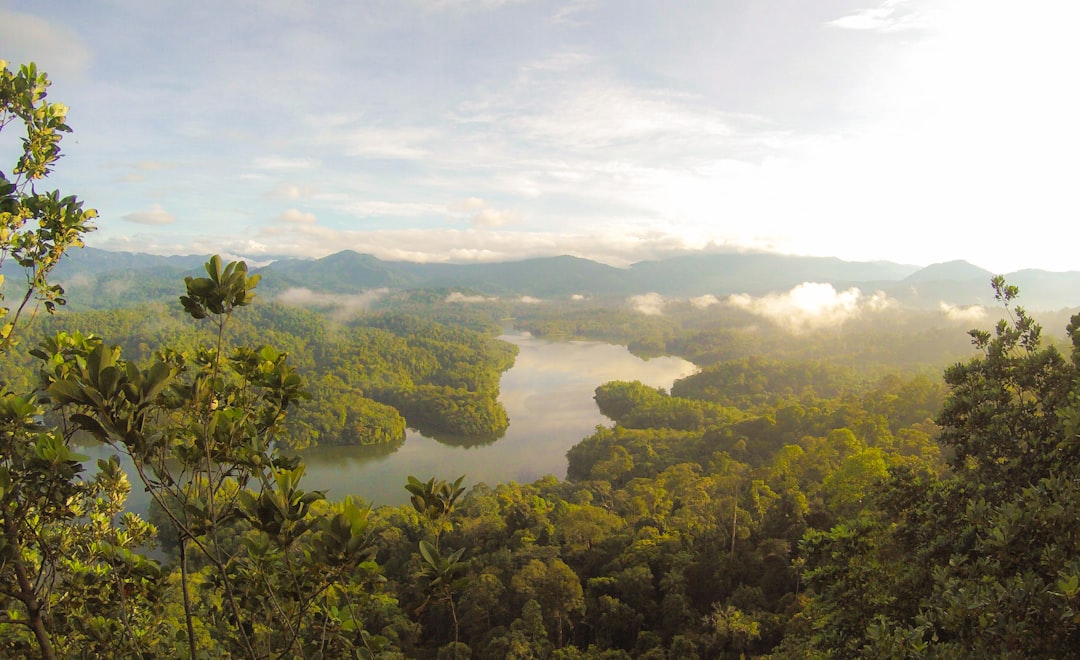 river between trees under blue sky, River in the rainforest