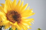 High-quality Turkish Sunflower Oil for bulk buyers and distributors