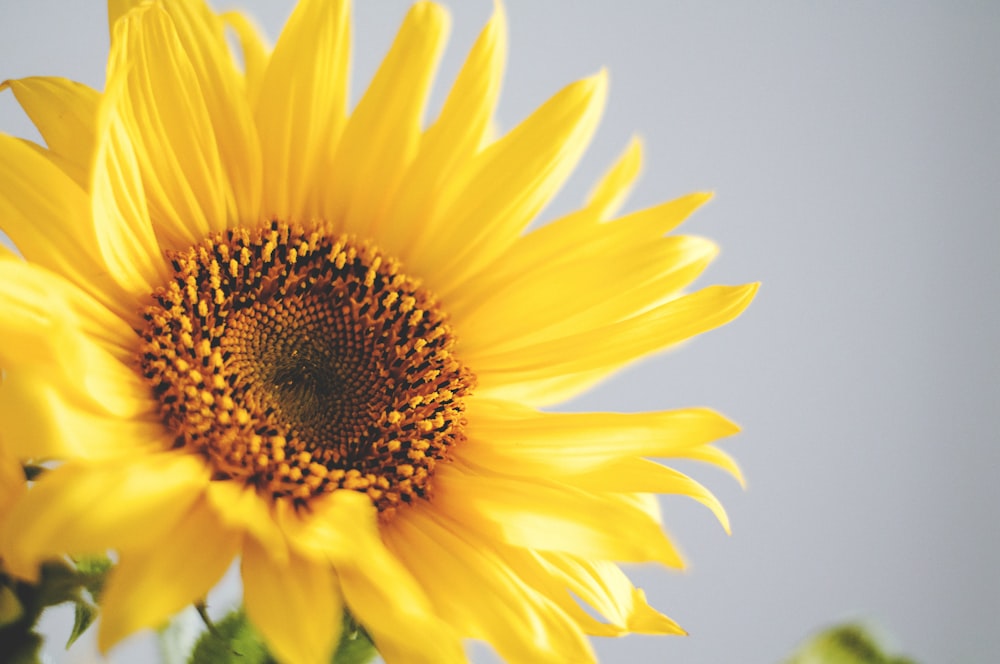photo of yellow common sunflower