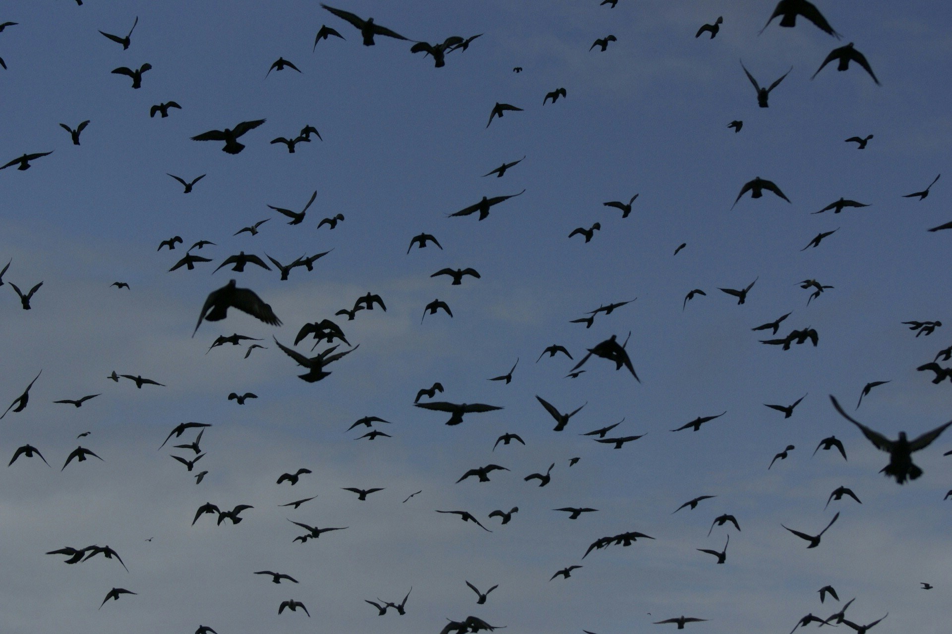 Free Unsplash photo from Dhruv  Kapoor