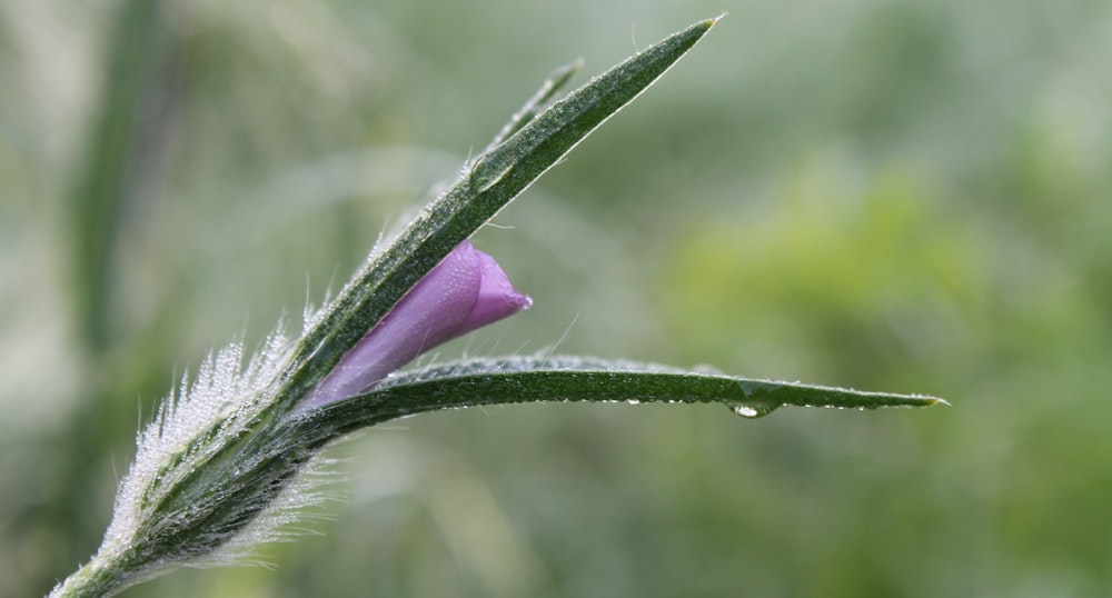 foto da flor de pétala roxa em flor