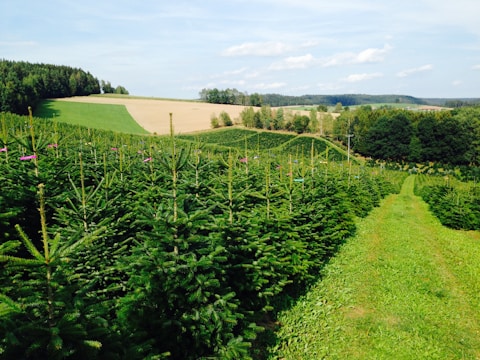 Rows of lush evergreen trees cover a large expanse of land, with neatly trimmed grass pathways running between them. The landscape extends into gently rolling hills covered with various shades of green and patches of dry grass. In the background, a forested area is visible under a lightly clouded blue sky.