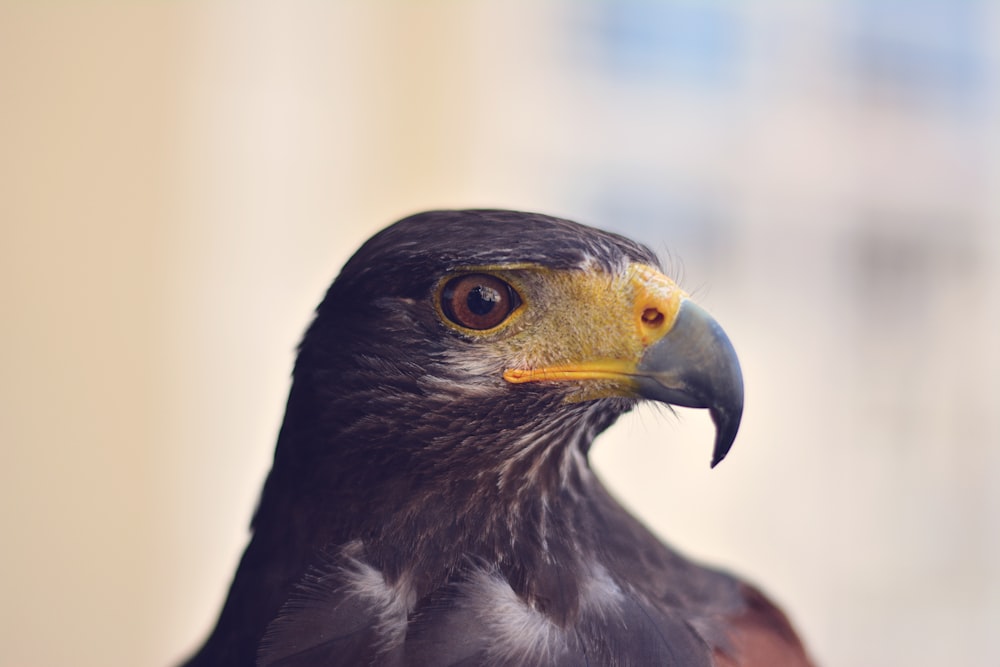 Foto de primer plano del águila negra