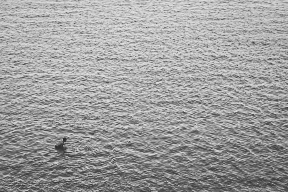 aerial view photography of person in ocean during daytime