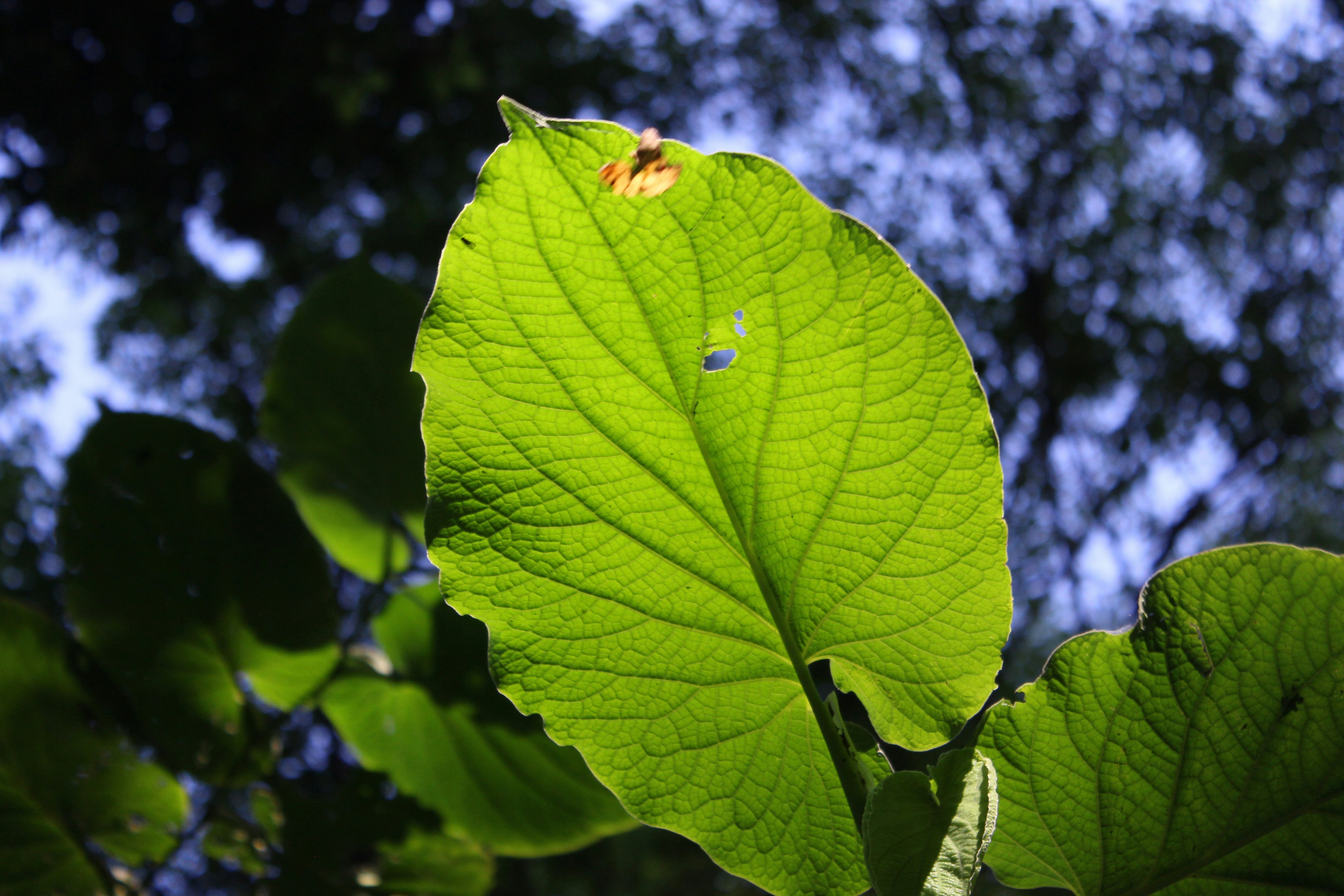 Free Unsplash photo from Jose Ochoa