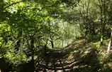 Softly lit image of a winding path in a forest, inviting a reflective walk.