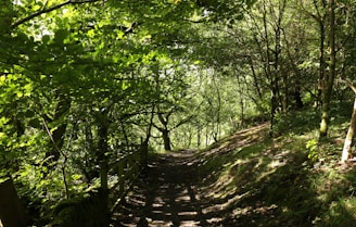 A serene path surrounded by trees, inviting for a walk.