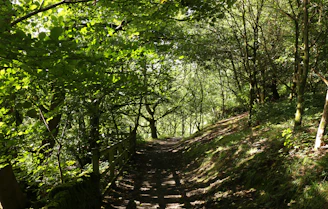 A quiet forest path bathed in soft morning light, inviting a reflective walk.