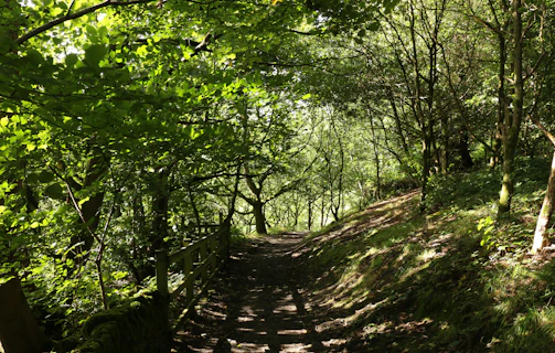 A quiet forest path bathed in soft morning light, inviting a reflective walk.