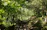 A serene woodland path bathed in soft morning light, inviting a slow walk with children.