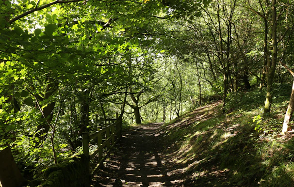A peaceful nature trail inviting a mindful walk surrounded by green and beige hues.