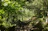 A serene woodland path bathed in soft morning light, inviting a slow walk with children.