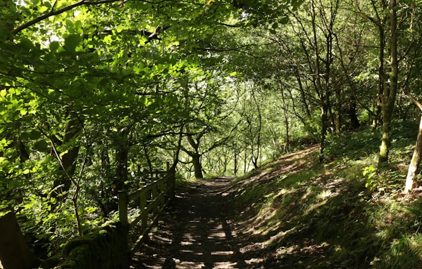 A serene path surrounded by trees, inviting for a walk.