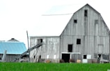 A large, rustic wooden barn with a weathered appearance stands prominently. It has several small, square windows and a large, open doorway at the base. In front of the barn, several horses are grazing on green grass. Adjacent to the barn, a structure with a blue roof and a conical grain silo can be seen.