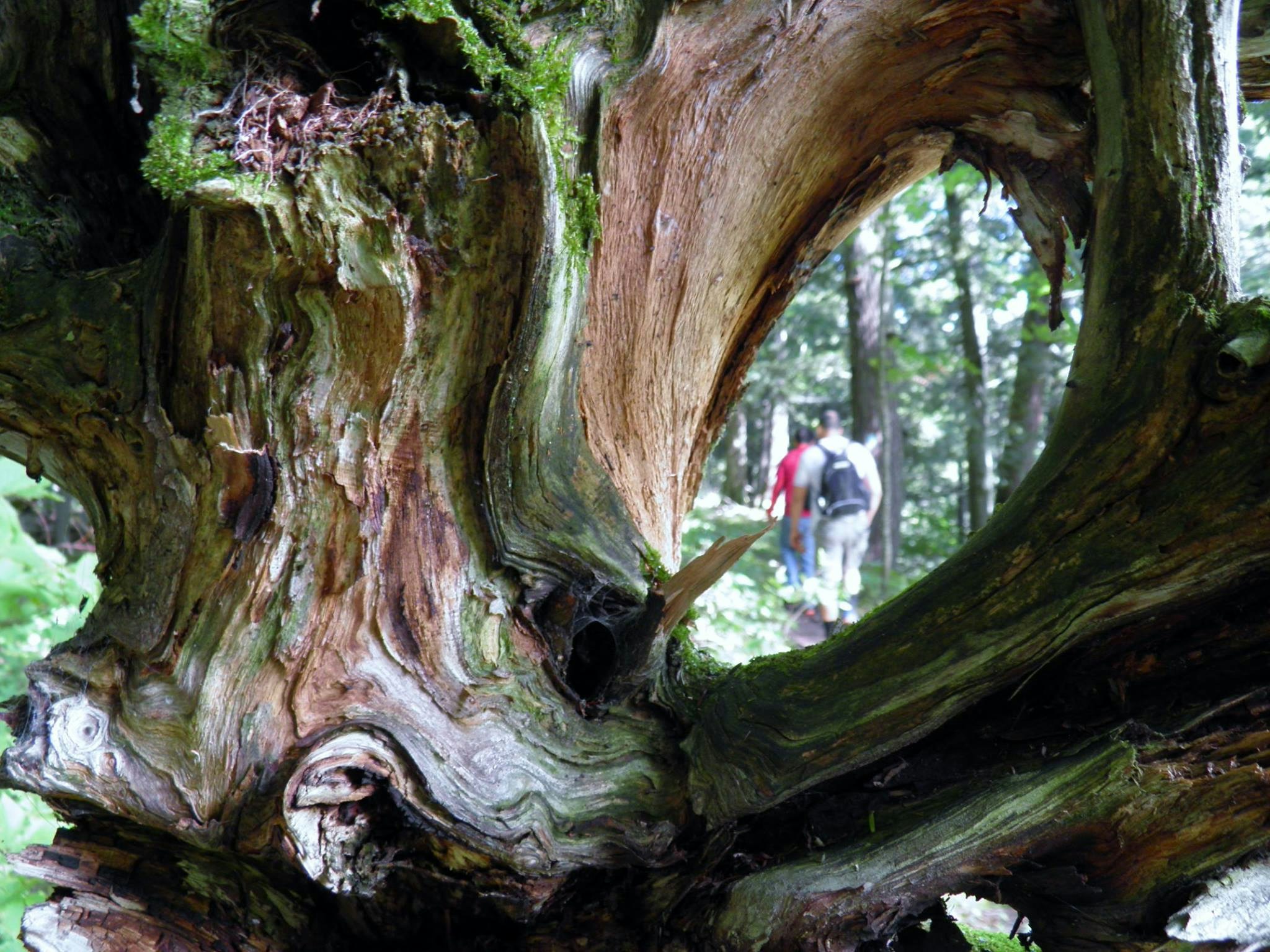 Free Unsplash photo from Cris Zamora