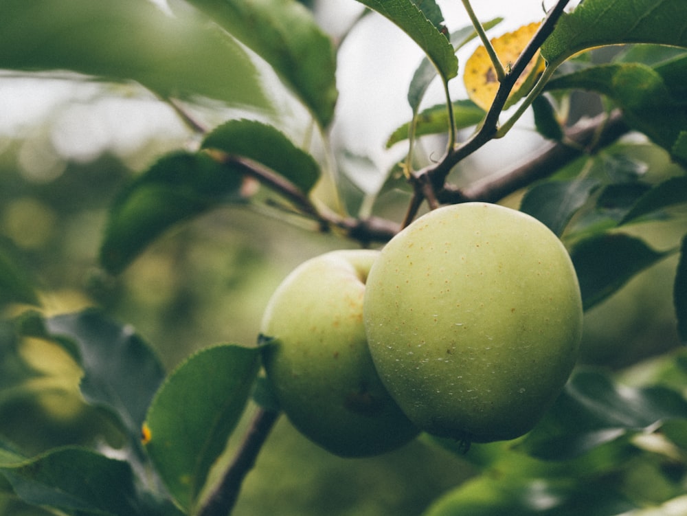 two green apples