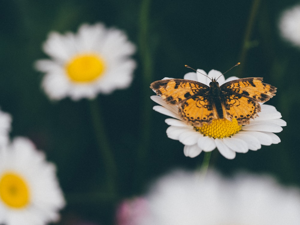 orange and black butterfly perching on white flower