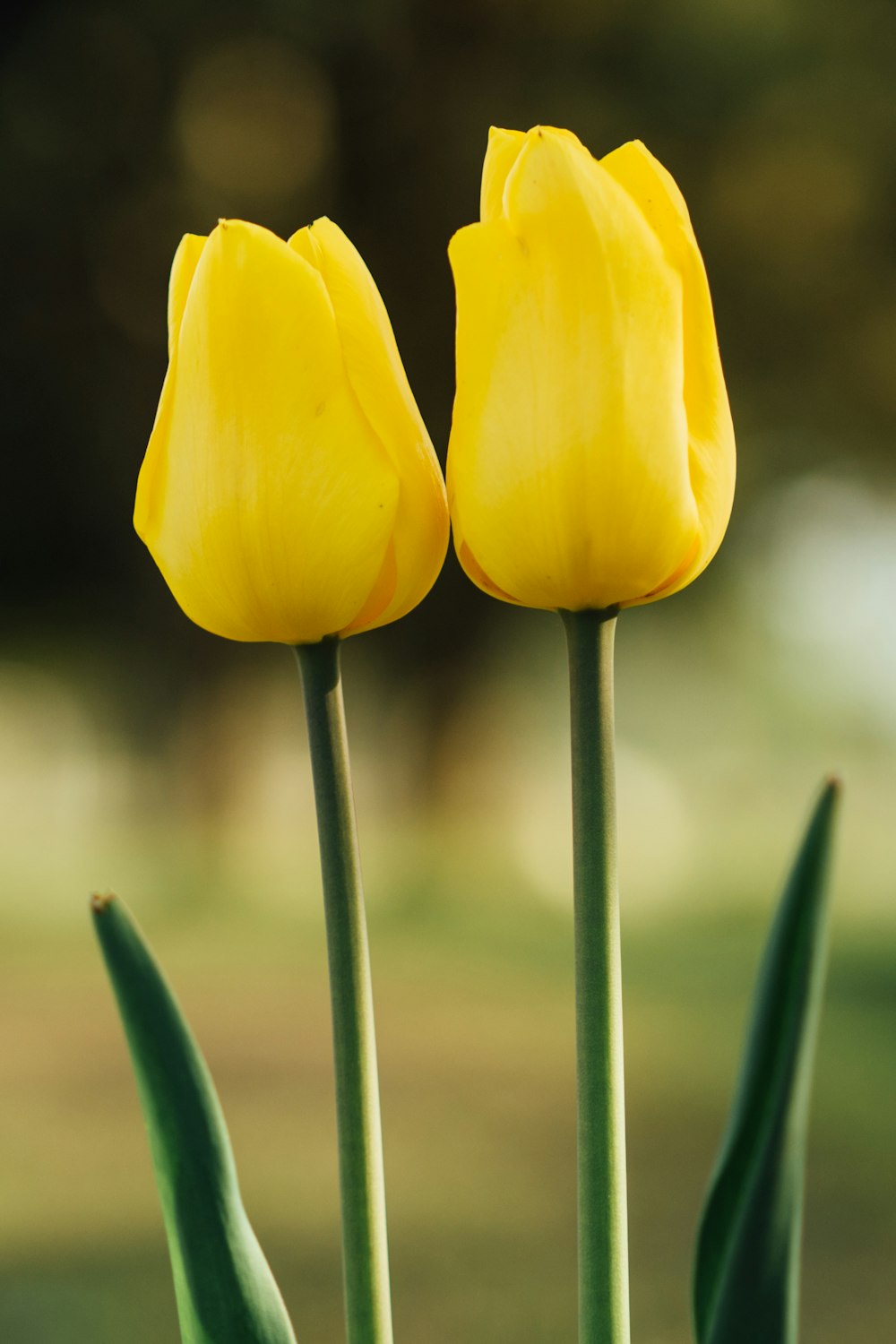 黄色いチューリップの花