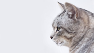 gray and white tabby cat with white background
