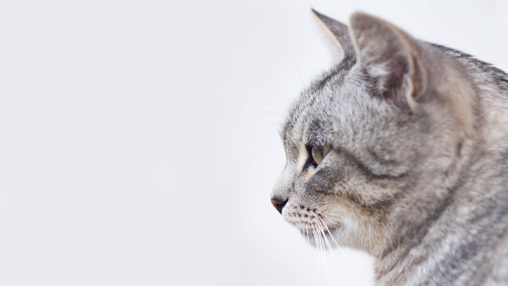 gray and white tabby cat with white background