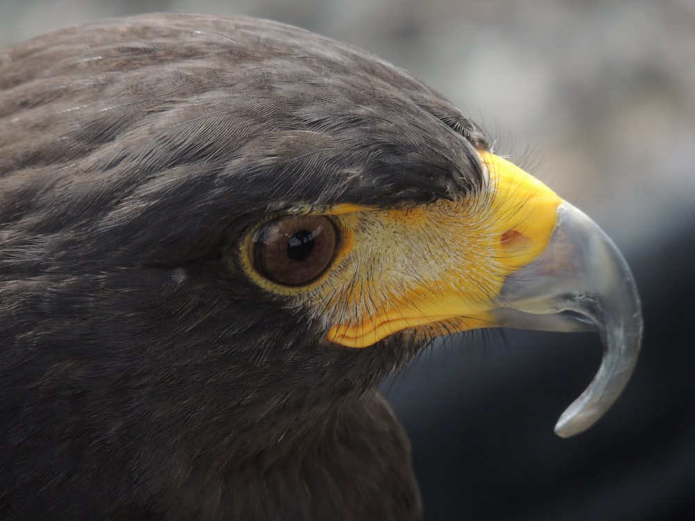 closeup photography of hawk