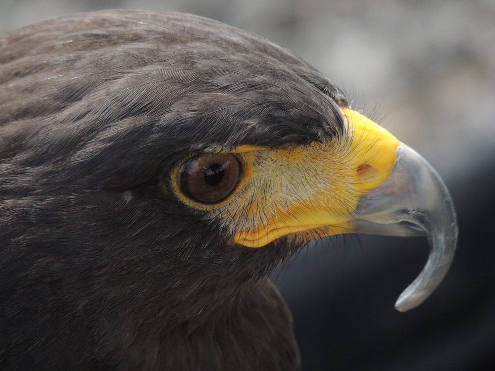 Fotografía de primer plano de Hawk