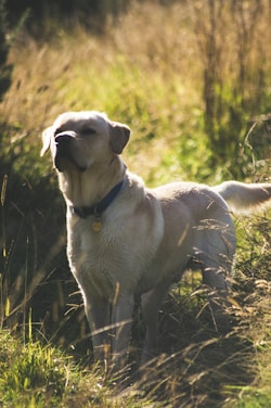 A proud Rotweiler dog standing in a green field with a warm sunset background.