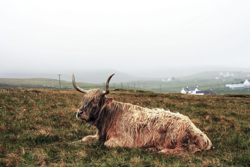 brown yak on green grass