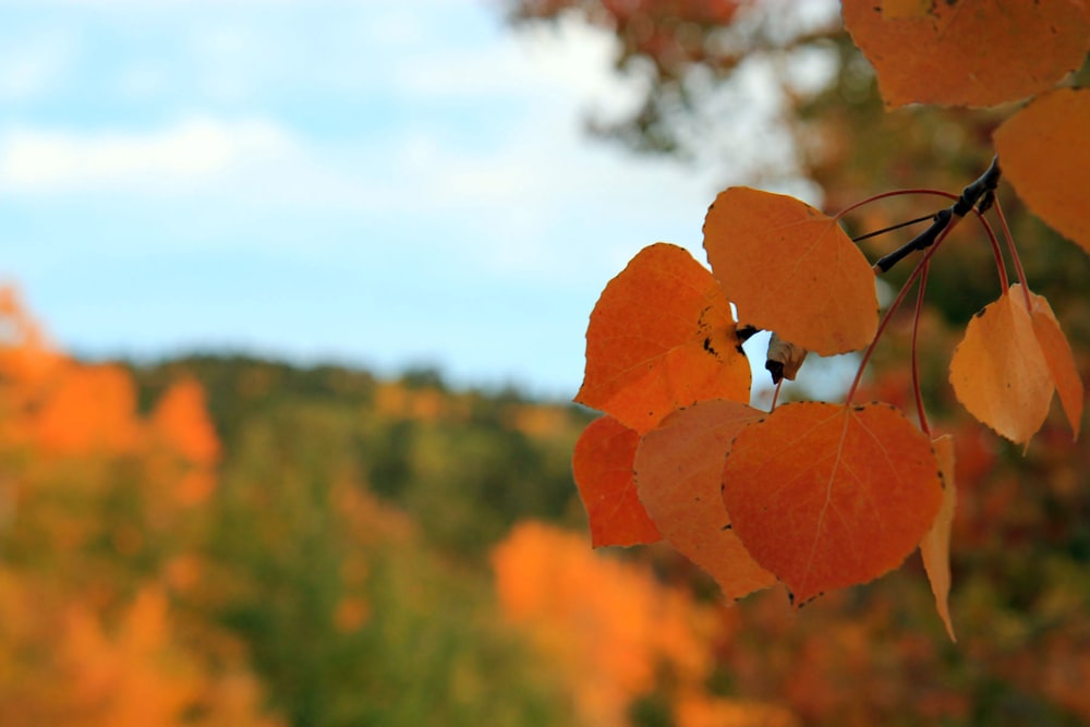 orange leaves in tilt shift lens