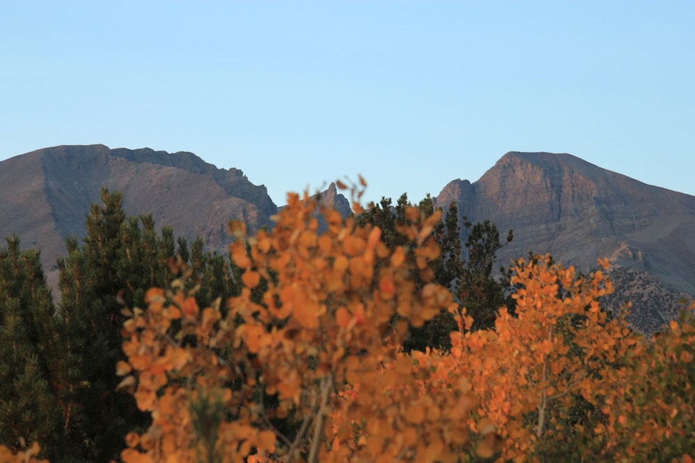 brown and green trees near mountain during daytime