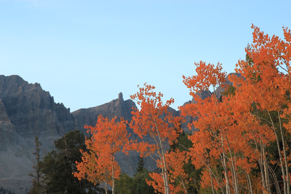 brown trees on mountain during daytime