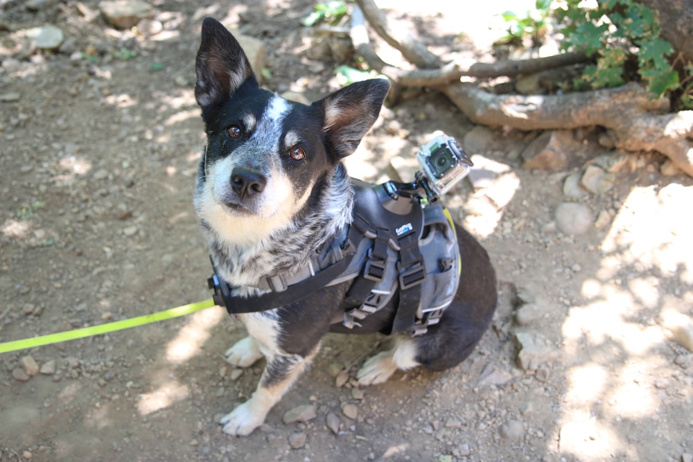 black and white short coated dog with black and white vest
