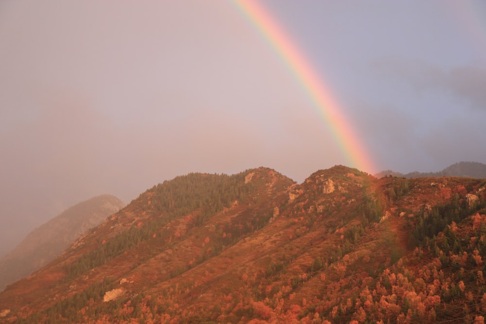 Grüne Bäume auf dem Berg unter Regenbogen