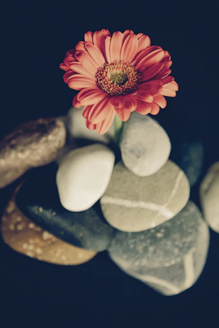 Close-up of smooth river stones stacked gently beside a blooming orchid.