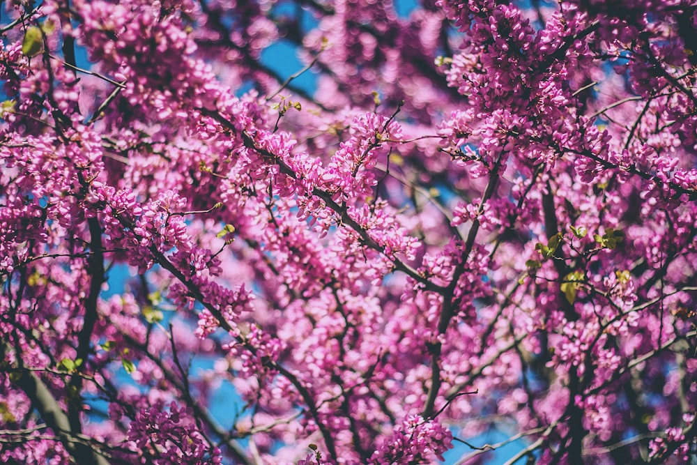 árbol de flores rosadas