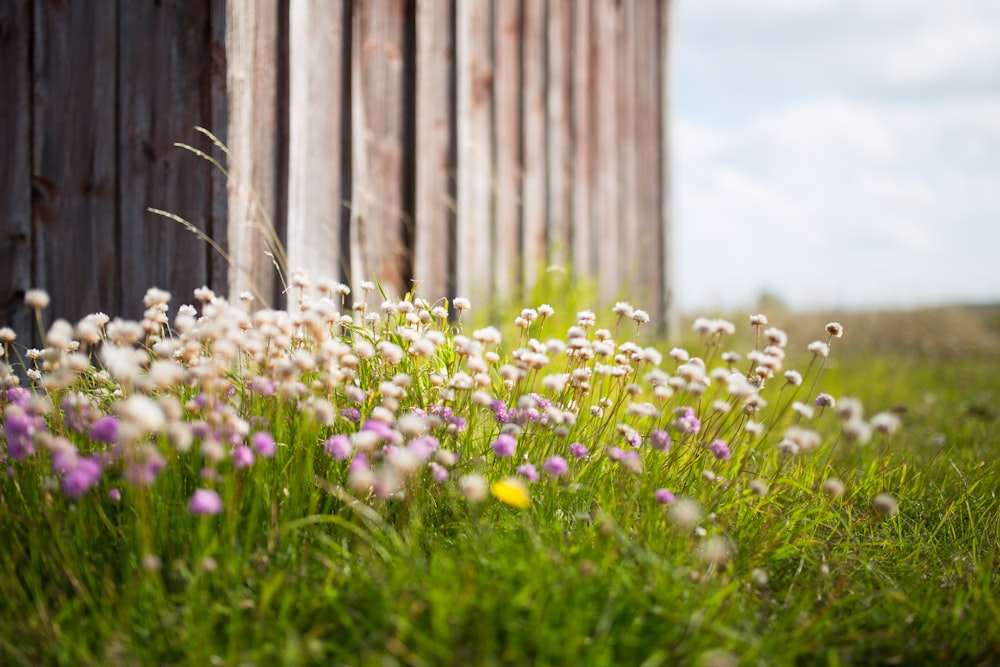 white and purple petaled flowers