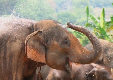 A close-up of a curious baby elephant splashing water in a peaceful watering hole.
