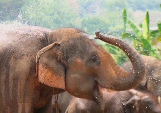A close-up of a curious baby elephant splashing water in a peaceful watering hole.