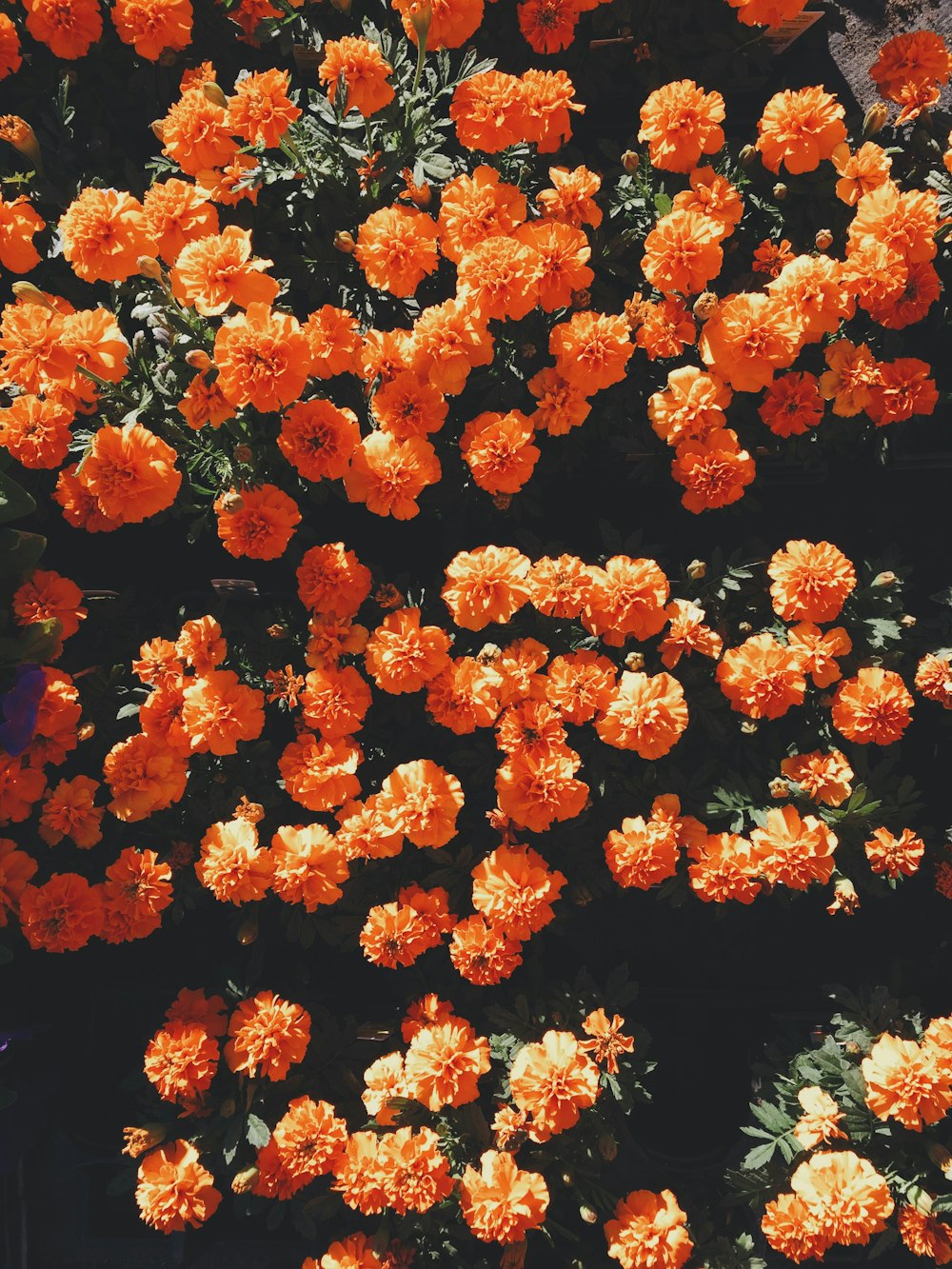 낮에 피는 주황색 꽃잎 꽃