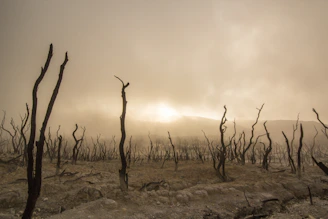 sepia photography of bare trees