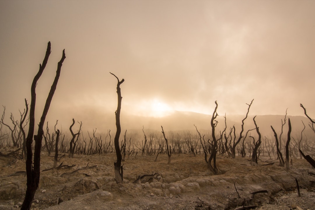 sepia photography of bare trees