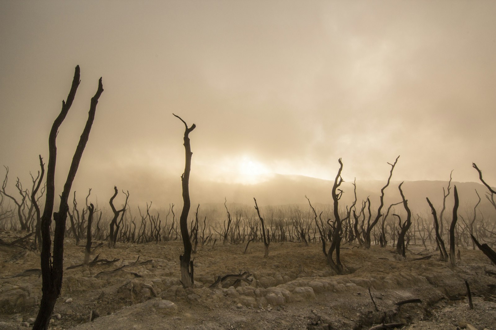 Tokina AT-X Pro 11-16mm F2.8 DX sample photo. Sepia photography of bare photography