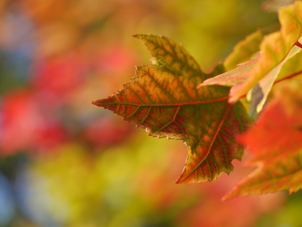 Selektive Fokusfotografie von Green Leaf