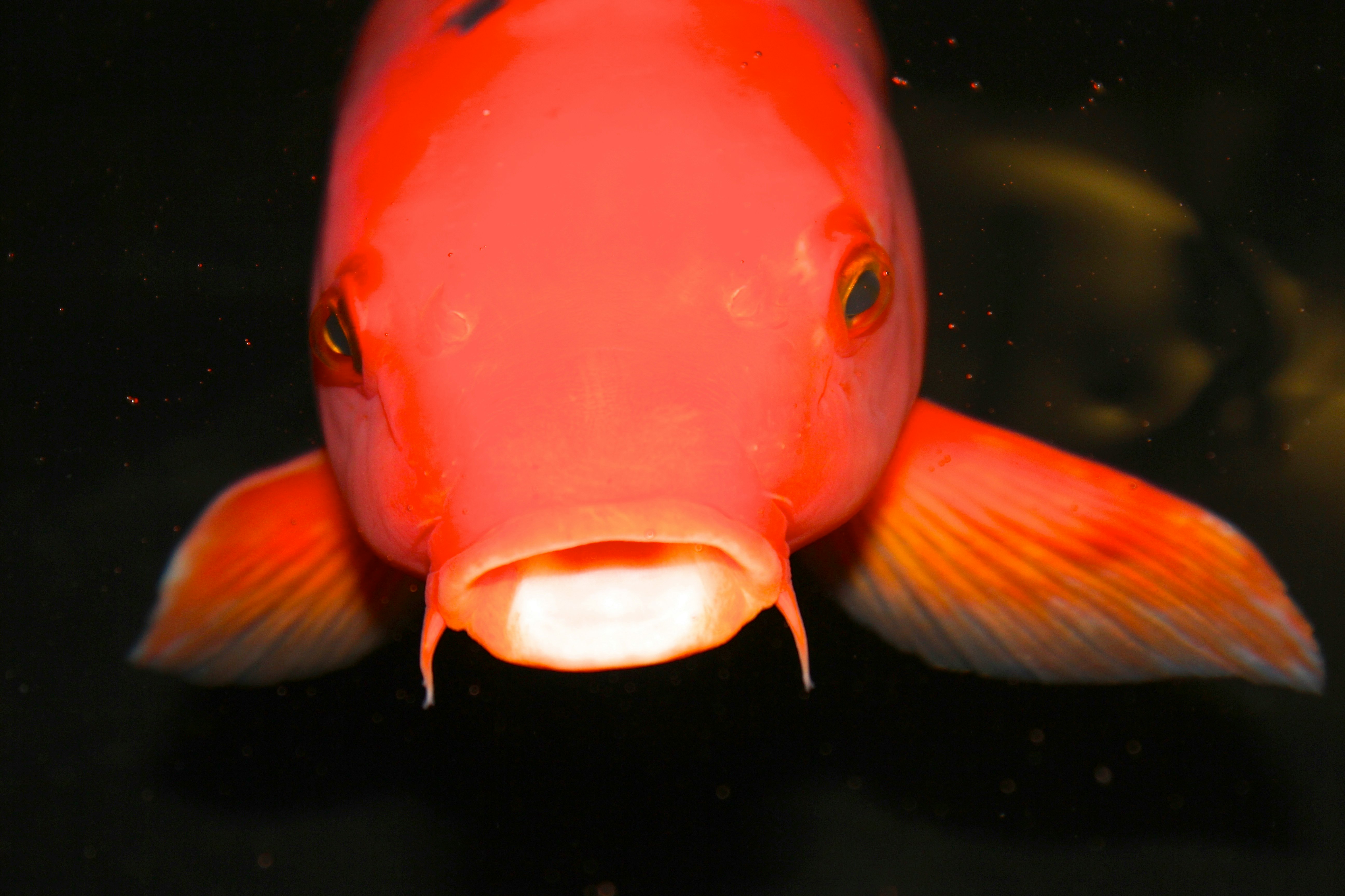photo of red pet fish