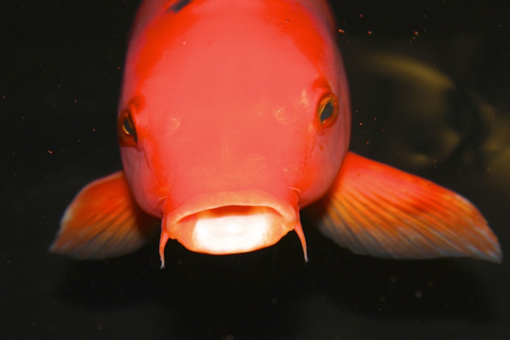 Foto de pez mascota rojo