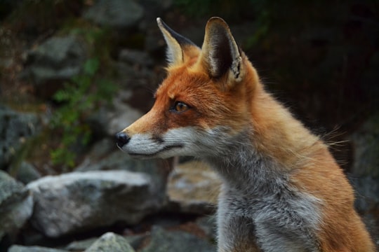 shallow focus photography of fox in High Tatras Slovakia